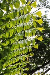 exotische tropische Blumen - Botanischer Garten