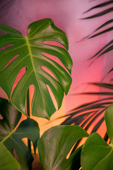 Tropical plants background. 