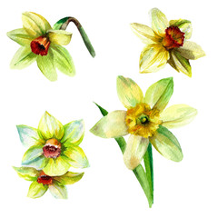 Plakat Watercolor floral set.Spring bright daffodils