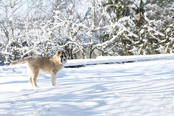  Caucasian shepherd puppy in winter. Cute Caucasian shepherd puppy. Caucasian shepherd dog is 4 month.