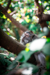 monkey in the trees