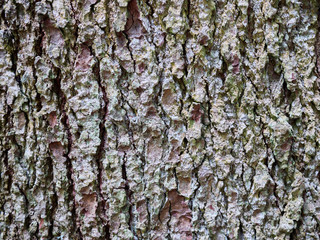 texture of tree bark close-up. The rough skin of an old tree. Natural wood background
