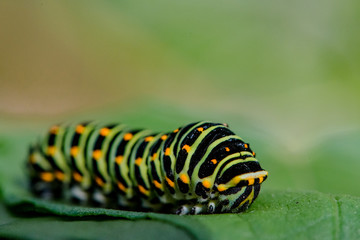 Colorful dovetail caterpillar macro closeup