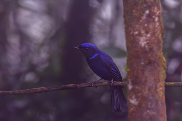 view of a beautiful bird in nature