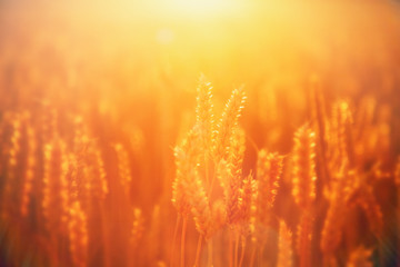 Spikes of gold wheat in summer sun rays. Grain crops in the field. Agriculture, agronomy, industry concept.