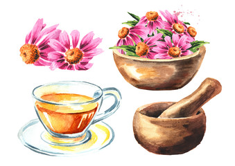 Echinacea purpurea set, medical plant or herb. Hand drawn watercolor horizontal illustration, isolated on white background