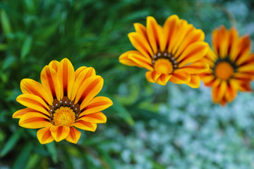 exotische tropische Blumen - Botanischer Garten