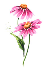 Echinacea purpurea stems with leaves and flowers, medical plant or herb. Hand drawn watercolor illustration, isolated on white background - obrazy, fototapety, plakaty