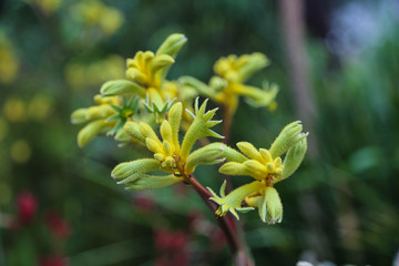 exotische tropische Blumen - Botanischer Garten