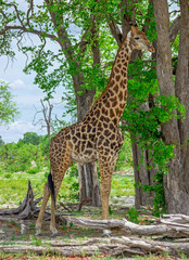 Naklejka premium Giraffe