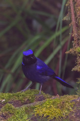 view of a beautiful bird in nature