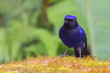view of a beautiful bird in nature