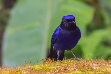 view of a beautiful bird in nature