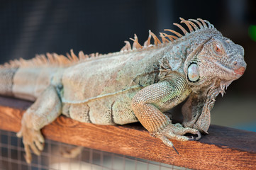 A male green iguana or american iguana with spines and dewlap a large neck bag
