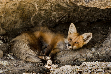 Beautiful red fox lying on the ground below a rock