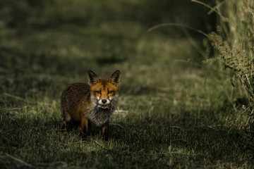Red fox with prey on a green field