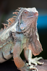 A male green iguana or american iguana with spines and dewlap a large neck bag