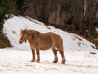 horse in snow
