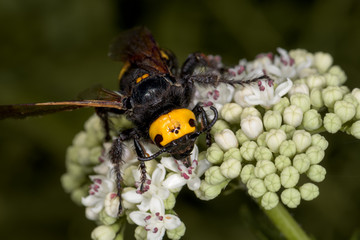 Megascolia maculata on a flower