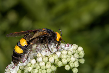 Megascolia maculata on a flower