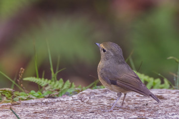 view of a beautiful bird in nature