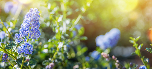 Summer background with flower