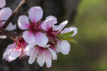 Nahaufnahme von Mandelblüten