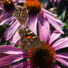 Vanessa cardui