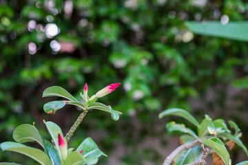 Close up pink adenium flower almost bloom