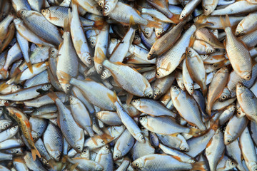 Piles of small fish