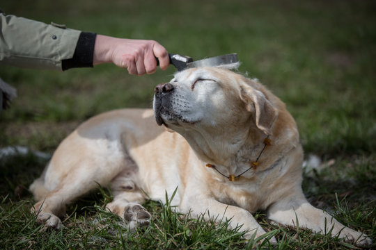 Hund alter blonder senior Labrador genie&szlig;t Sonnenstrahlen und Fellpflege b&uuml;rsten mit einem Striegel den Fellwechsel