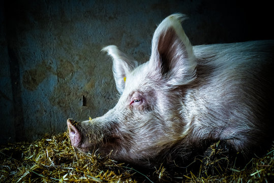 Sleeping pig in an animal farm sanctuary