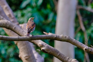 dusky thrush