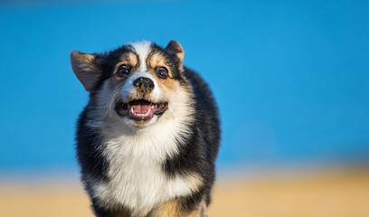 Obraz premium welsh corgi puppy runs along the sandy beach