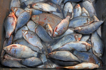 Piles of fresh fish