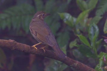 view of a beautiful bird in nature