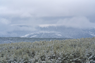 Snowy pine forest with snowy mountains in the background