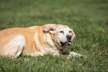 alter Labrador genießt Sonnenstrahlen