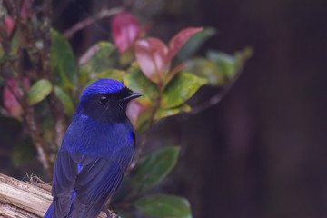 view of a beautiful bird in nature