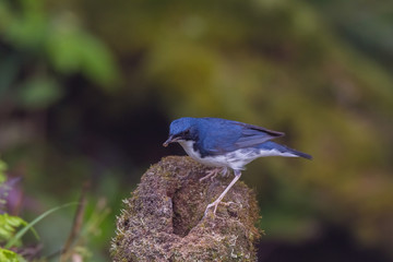 view of a beautiful bird in nature