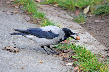 Obraz premium Crow tries to break nut about hard asphalt