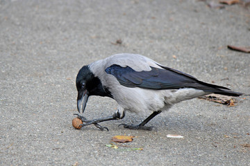 Crow tries to break nut about hard asphalt