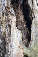 Dziura w starym drzewie