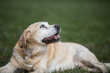 Naklejka na ściany i meble alter Labrador genießt Sonnenstrahlen, Senior Hund schaut nach oben, liegt in grünem Gras