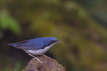 view of a beautiful bird in nature