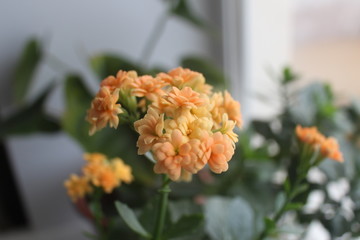 flower, rose, flowers, nature, bouquet, roses, red, garden, plant, wedding, white, pink, green, decoration, beauty, love, spring, floral, blossom, yellow, bloom, beautiful, orange, summer, flora