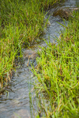 a small brook of water runs between green grass