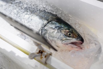 Fill Salmon (Akisake) on ice