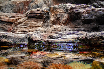 Littoral marin