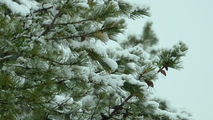 Snow falling on and around beach-side,White Pine evergreen trees, during a winter day in Maine. Slow motion. Clip E.